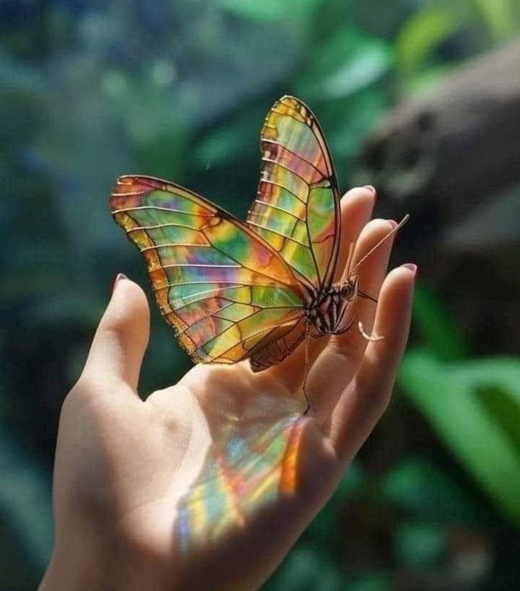 Butterfly Dp