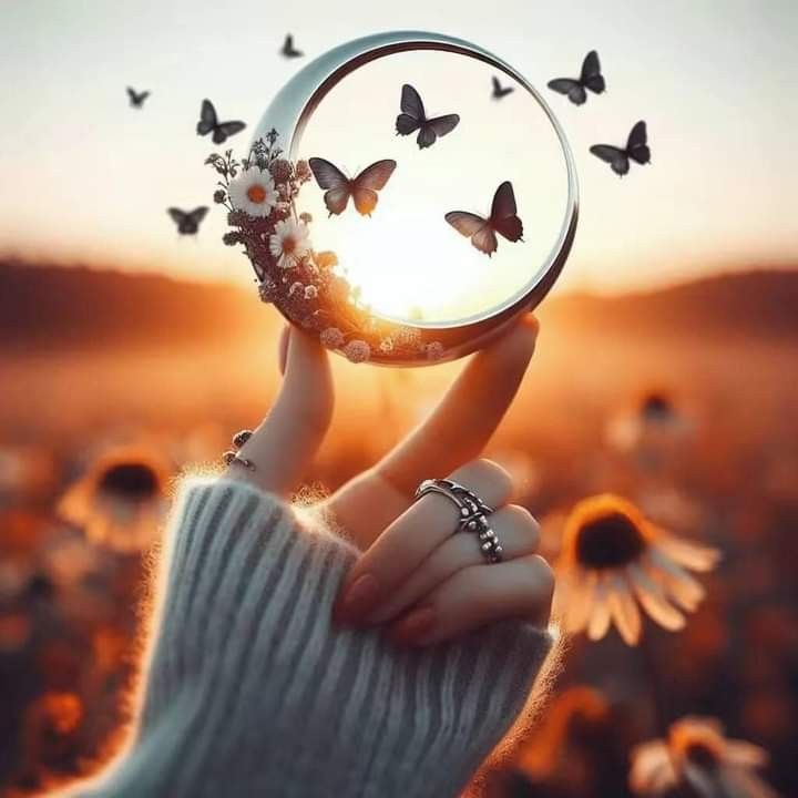 Butterfly Dp