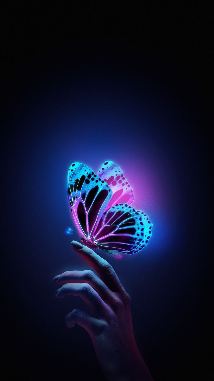 Butterfly Dp