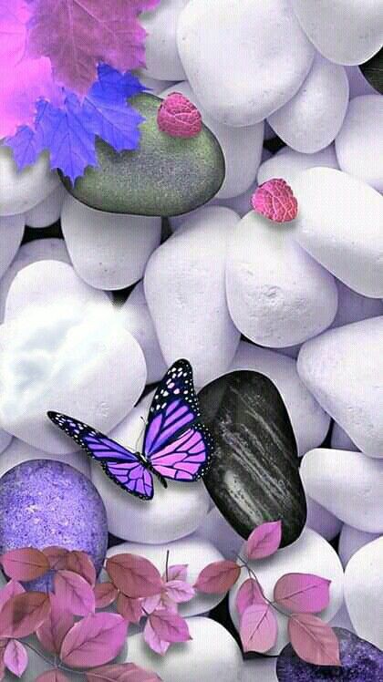 Butterfly Dp