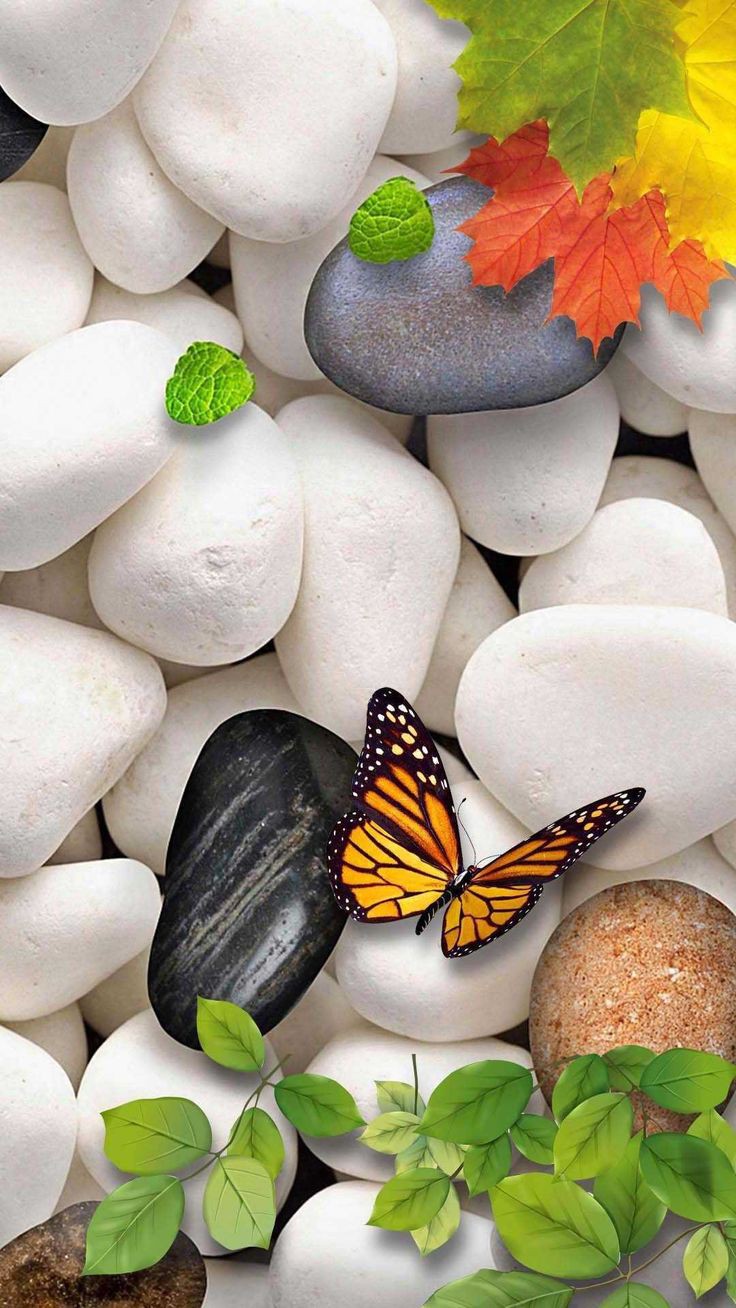 Butterfly Dp